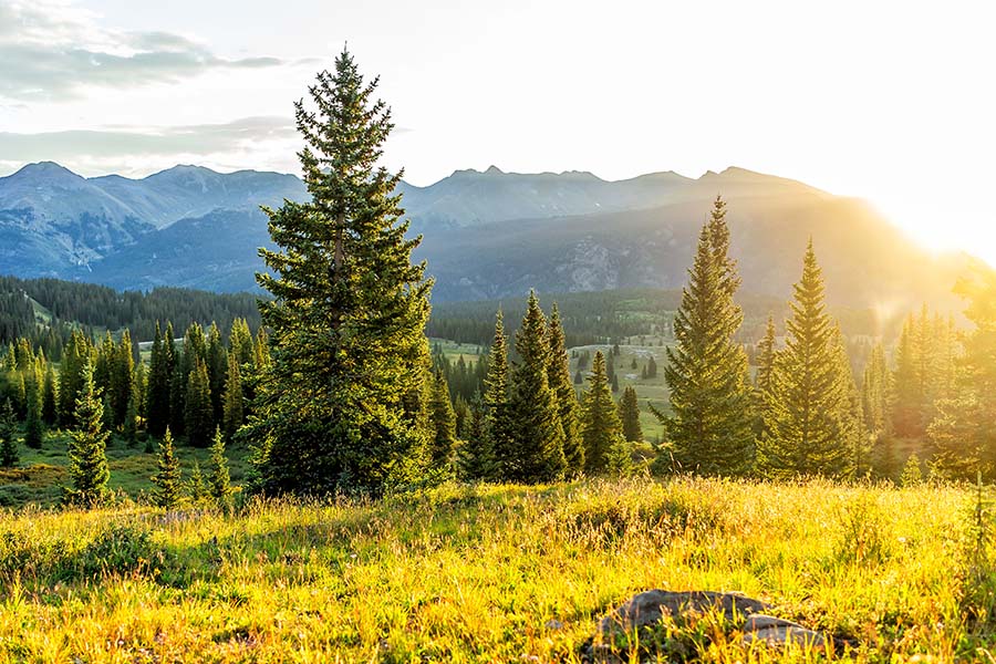 About Our Agency - Scenic View of a Green Meadow in the Forest Surrounded by Evergreen Trees and Mountains in the Background at Sunset